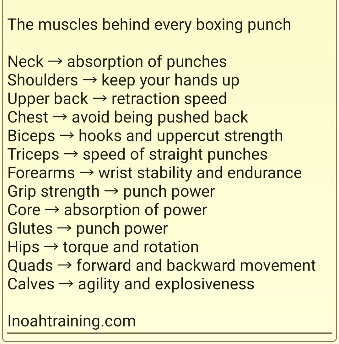 The muscles behind every boxing punch