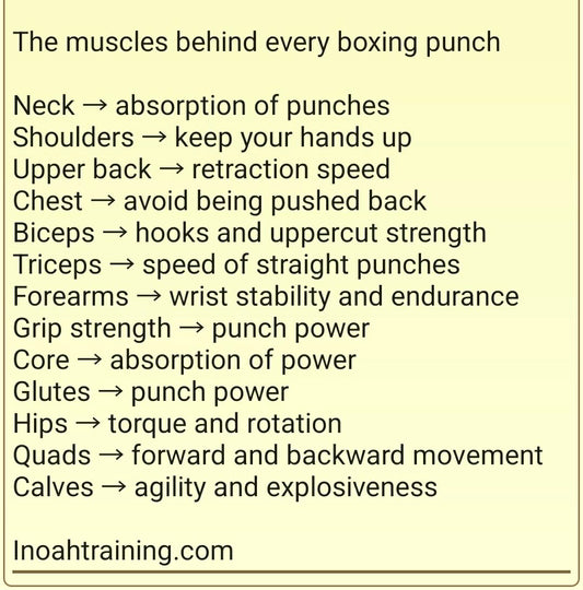 The muscles behind every boxing punch